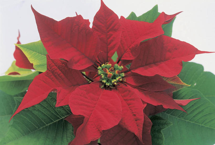 无人,横图,室内,特写,白色背景,植物,叶子,花瓣,红色,摄影,猩猩木,生长,脆弱,雄蕊,清新,彩图,影棚拍摄