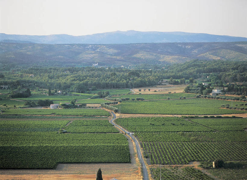 葡萄酒,无人,横图,俯视,室外,白天,旅游,度假,农业,农作物,美景,山,山脉,法国,欧洲,景观,娱乐,葡萄园,树,绿色,天空,自然,享受,休闲,景色,放松,摄影,生长,普罗旺斯,地中海文化,自然风光,万里无云,彩图,高角度拍摄,邦多尔