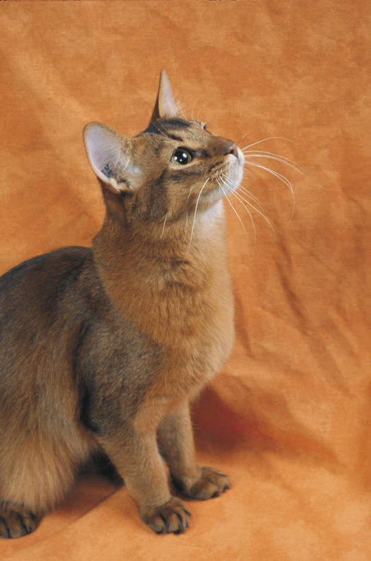 无人,坐,竖图,室内,特写,哺乳动物,宠物,猫,野生动物,索马里,动物,向上看,家畜,摄影,生物学,猫科动物,彩图,动物学,好奇心