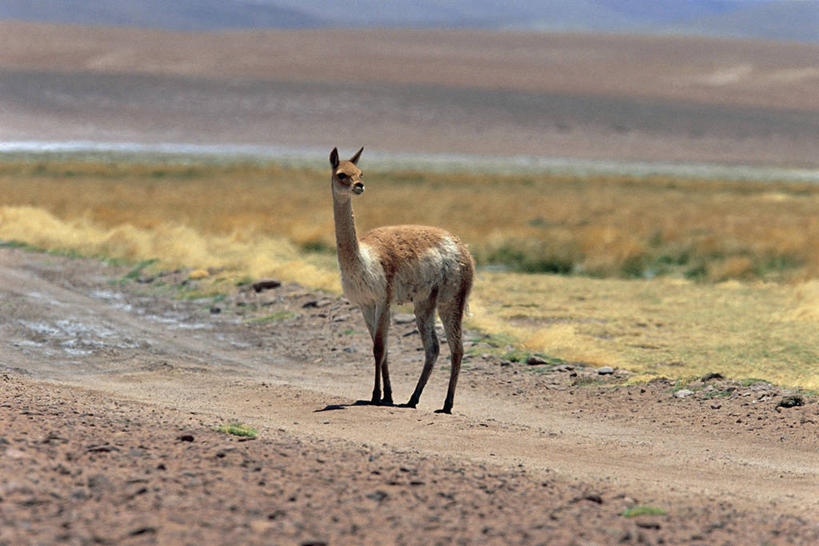 无人,站,横图,室外,白天,侧面,旅游,度假,美景,哺乳动物,野生动物,智利,地形,景观,田地,娱乐,自然,动物,享受,休闲,景色,南美,放松,摄影,拉丁美洲,自然风光,大羊驼,彩图,动物学