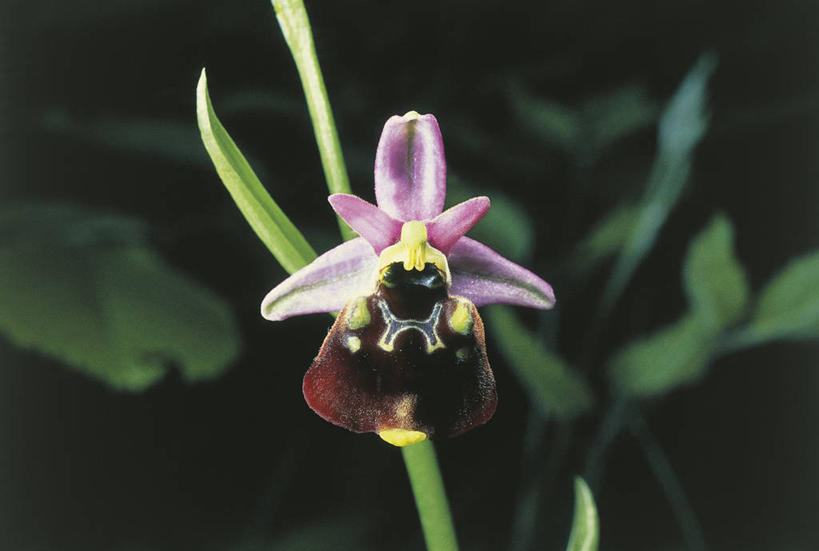 无人,横图,室外,白天,盛开,花蕾,花,花瓣,花朵,鲜花,一朵,紫色,自然,花苞,花蕊,打开,摄影,环境,开启,蜘蛛兰,兰花,彩图