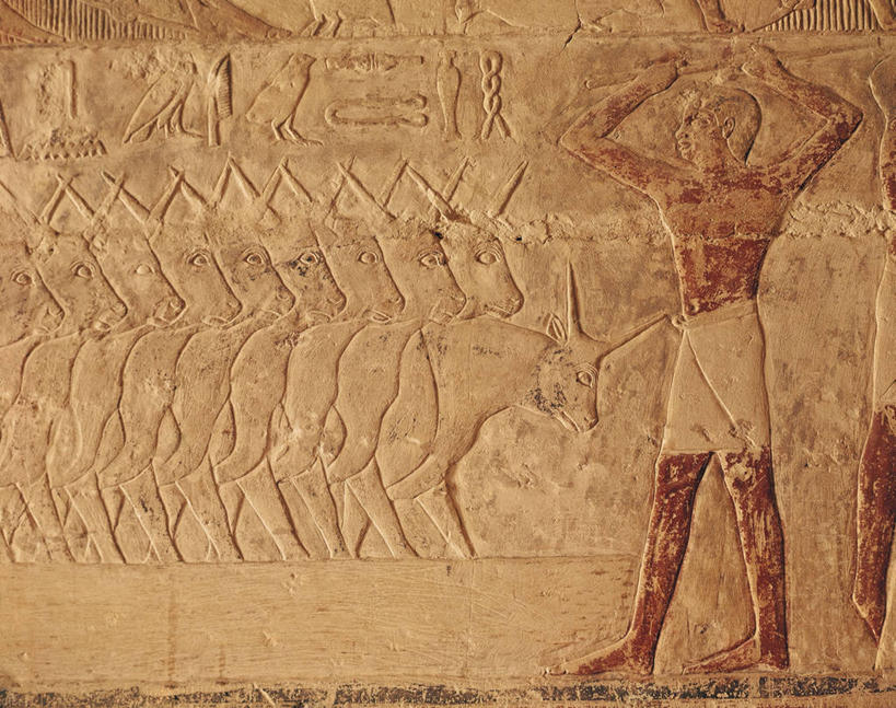 成年人,无人,农民,站,举,横图,室内,侧面,重复,农业,建筑,牛,雕塑,埃及,仅一个男性,一排,整齐,标志,符号,标识,裸露,排列,托,家畜,摄影,牲畜,中东,队列,作画,裸,北非,中东文化,萨卡拉,埃及文化,性别符号,古埃及文明,古代文明,举起,举手,举着,向上举,向上伸,向上托,彩图,传统服装,浅浮雕,男性符号