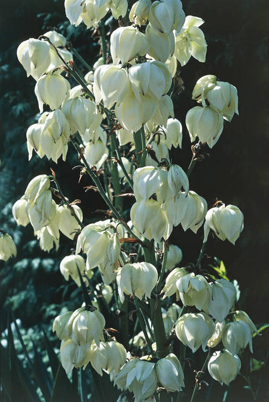 无人,竖图,室外,特写,白天,美景,植物,景观,茎,枝,花,花瓣,自然,景色,摄影,环境,自然风光,丝兰,彩图