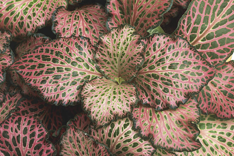 无人,横图,室外,特写,白天,植物,叶子,科学,草药,药草,中药,紫色,自然,摄影,环境,生物学,药材,中草药,中药材,本草,式样,爵床,彩图