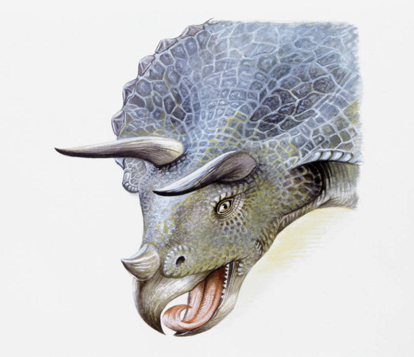 无人,横图,插画,特写,白色背景,数码,科技,野生动物,阴影,网络,高光,几何,计算机图形,合成,图画,历史,画,白色,动物,打开,恐龙,电脑合成图,数码合成图,开启,合成图,漫画,写实,具体,具象,三角龙,古代史,地质学,史前时代,彩图,中生代,白垩系,过去,古生物学