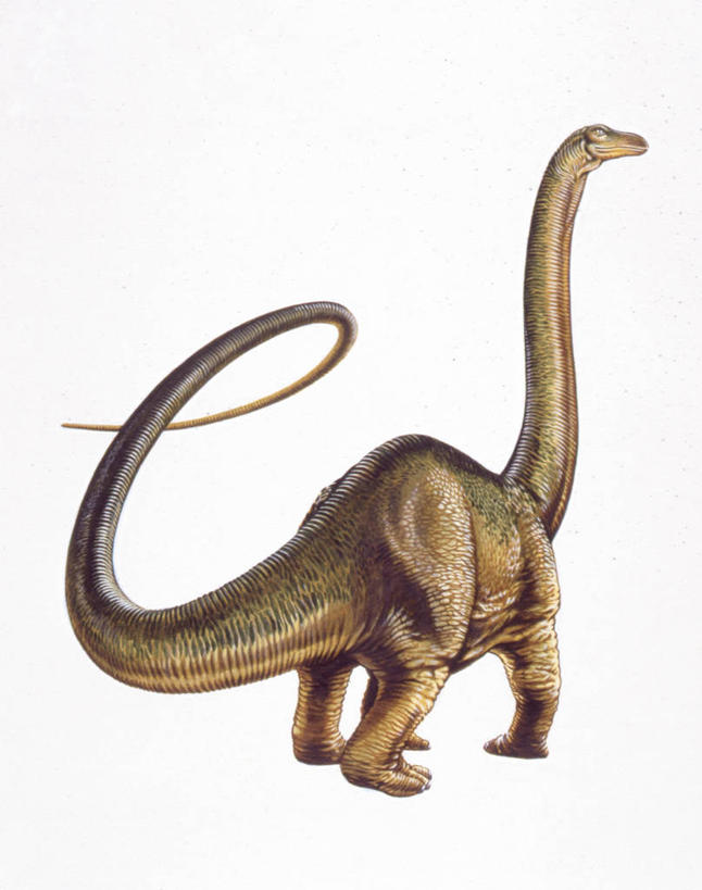 无人,站,竖图,插画,白色背景,数码,科技,野生动物,阴影,网络,高光,几何,计算机图形,合成,图画,历史,画,白色,动物,摄影,恐龙,影棚,电脑合成图,数码合成图,合成图,摄影棚,漫画,写实,具体,具象,侏罗纪,古代史,地质学,梁龙,史前时代,彩图,影棚拍摄,拍摄,中生代,过去,古生物学