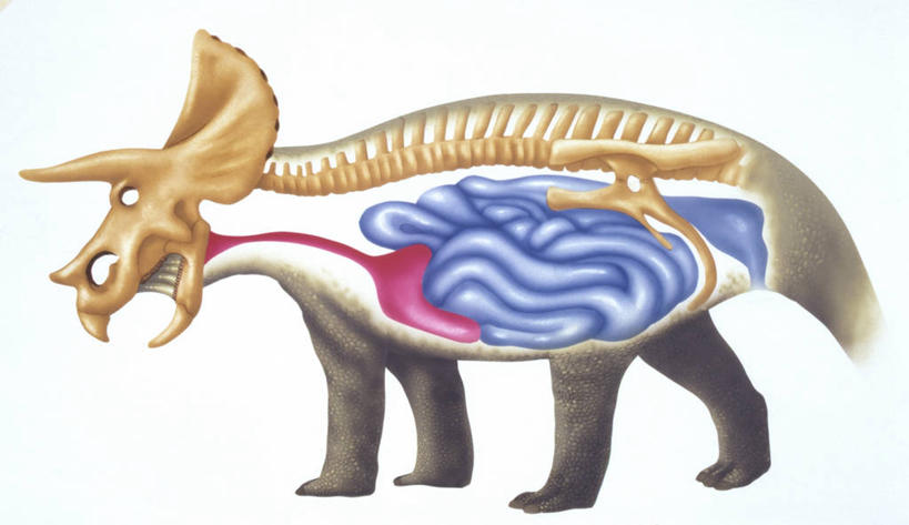 颅骨,无人,横图,插画,白色背景,侧面,数码,科技,野生动物,阴影,科学,网络,高光,几何,计算机图形,合成,图画,历史,画,白色,动物,恐龙,电脑合成图,数码合成图,生物学,合成图,漫画,写实,具体,具象,肠道,消化道,吸收,消化管,三角龙,古代史,消化,排泄,地质学,史前时代,摄取,彩图,消化腺,转运,消化系统,白垩系,过去,古生物学