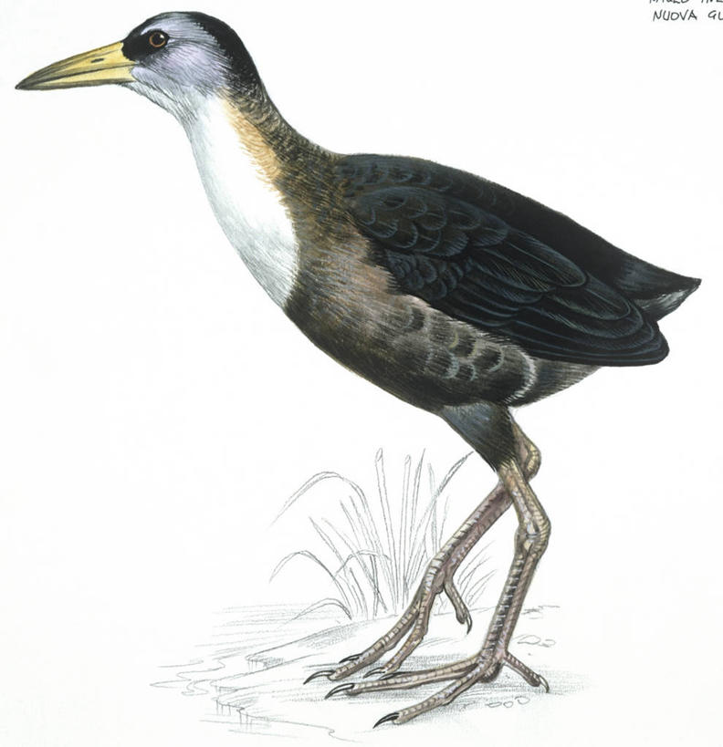 无人,站,竖图,方图,插画,白色背景,侧面,数码,科技,野生动物,阴影,科学,网络,鸟类,高光,几何,计算机图形,合成,图画,画,白色,自然,动物,环境,电脑合成图,数码合成图,生物学,合成图,漫画,写实,具体,具象,黑水鸡,彩图,动物学