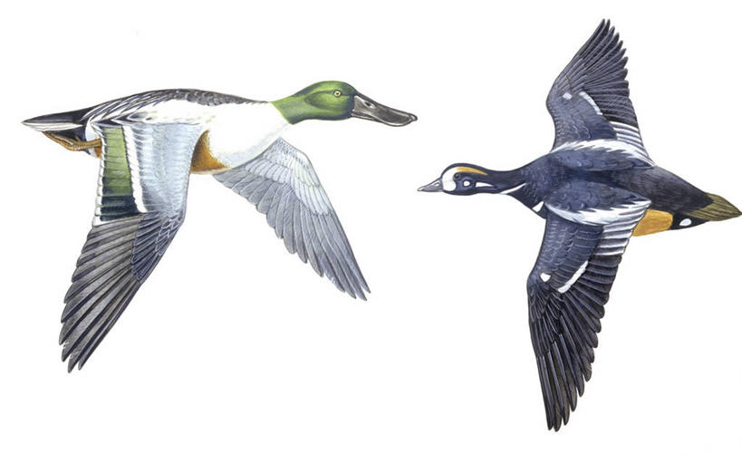 无人,横图,插画,白色背景,侧面,数码,科技,野生动物,阴影,科学,网络,翅膀,鸟类,鸭子,高光,几何,计算机图形,合成,图画,飞,画,白色,自然,动物,两只,环境,电脑合成图,数码合成图,生物学,合成图,漫画,写实,具体,具象,丑鸭,彩图,动物学