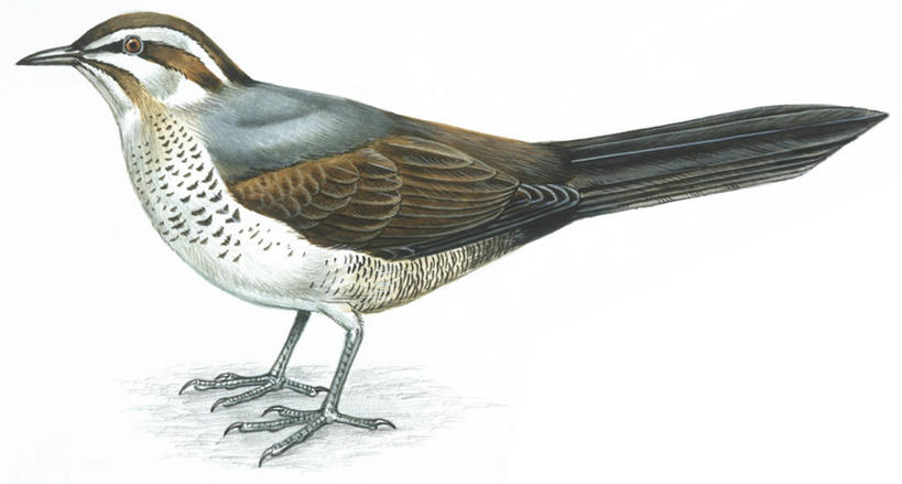 无人,横图,插画,白色背景,侧面,数码,科技,野生动物,阴影,科学,网络,鸟类,高光,几何,计算机图形,合成,图画,画,白色,自然,动物,环境,电脑合成图,数码合成图,生物学,合成图,漫画,写实,具体,具象,黑水鸡,彩图,鸡形目,动物学