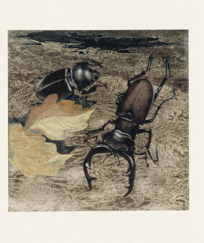 无人,竖图,方图,俯视,插画,室外,数码,科技,叶子,阴影,科学,网络,昆虫,天牛,高光,几何,计算机图形,合成,图画,画,动物,两只,比较,电脑合成图,数码合成图,生物学,合成图,甲虫,节肢动物,漫画,鹿角锹虫,写实,具体,具象,彩图,高角度拍摄,动物学