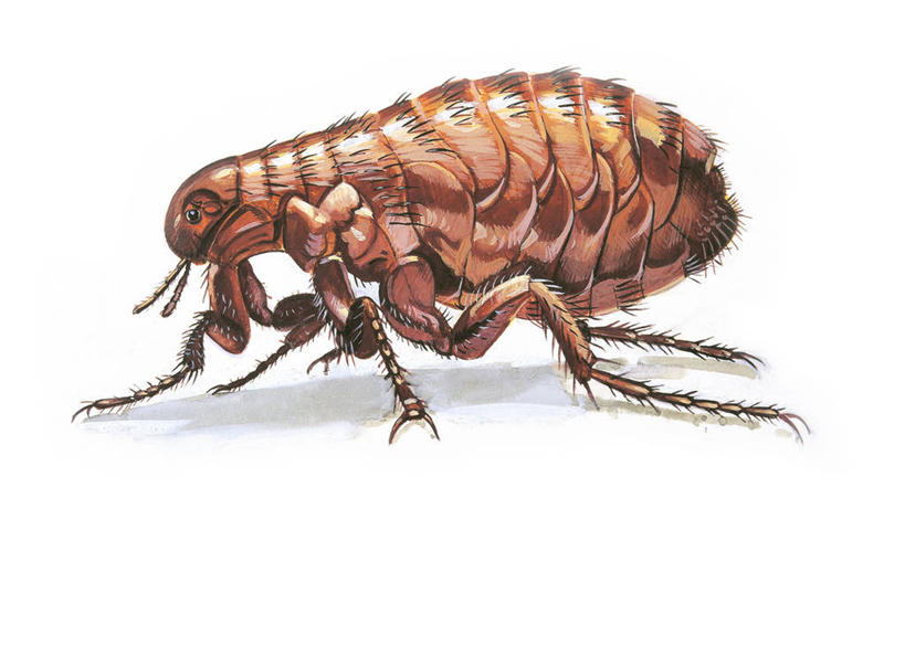 无人,横图,插画,白色背景,侧面,数码,科技,野生动物,阴影,科学,网络,昆虫,高光,几何,计算机图形,合成,图画,画,白色,自然,动物,环境,电脑合成图,数码合成图,生物学,合成图,节肢动物,漫画,写实,具体,具象,跳蚤,彩图,动物学,人蚤