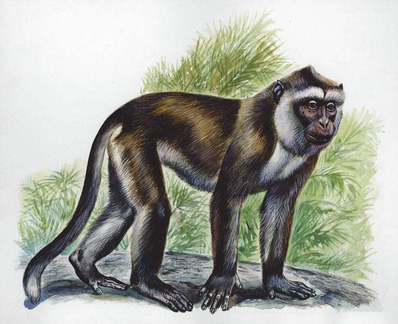 无人,站,横图,插画,室外,白天,白色背景,侧面,数码,科技,哺乳动物,野生动物,猴子,阴影,科学,网络,高光,几何,计算机图形,合成,图画,画,白色,自然,动物,环境,电脑合成图,数码合成图,生物学,合成图,长尾猕猴,漫画,灵长目,写实,具体,具象,冠毛猕猴,彩图,动物学