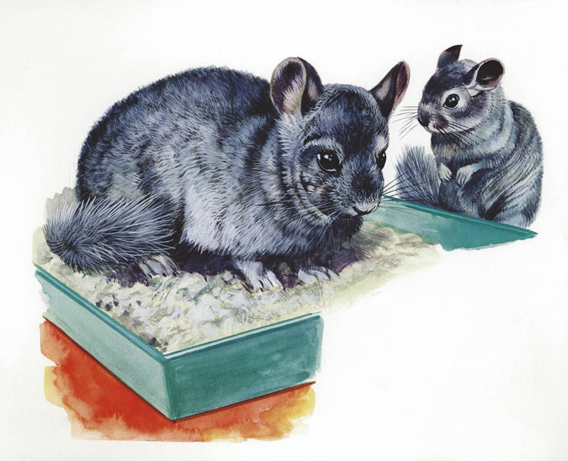 无人,坐,横图,插画,室内,白天,白色背景,数码,科技,哺乳动物,宠物,野生动物,阴影,科学,网络,沙子,高光,几何,计算机图形,合成,图画,盒子,画,白色,灰色,动物,两只,家畜,鼠,电脑合成图,数码合成图,生物学,合成图,漫画,写实,具体,具象,栗鼠,龙猫,毛丝鼠,南美洲栗鼠,绒鼠,彩图,动物学