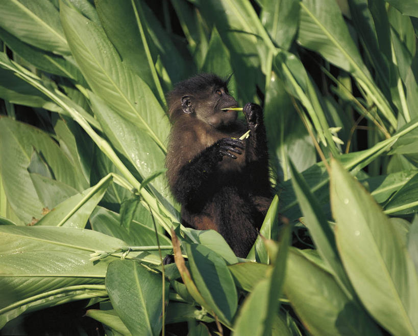 无人,坐,吃,横图,室外,白天,植物,哺乳动物,野生动物,猴子,叶子,科学,自然,动物,看,向上看,摄影,环境,生物学,灵长目,彩图,动物学