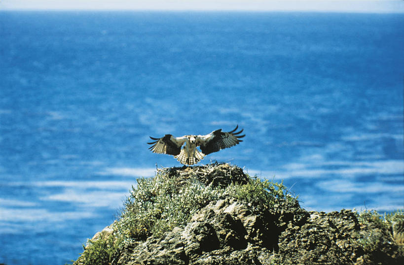 无人,横图,室外,白天,海洋,水,野生动物,科学,鸟类,飞,自然,动物,摄影,环境,生物学,鱼鹰,彩图,动物学