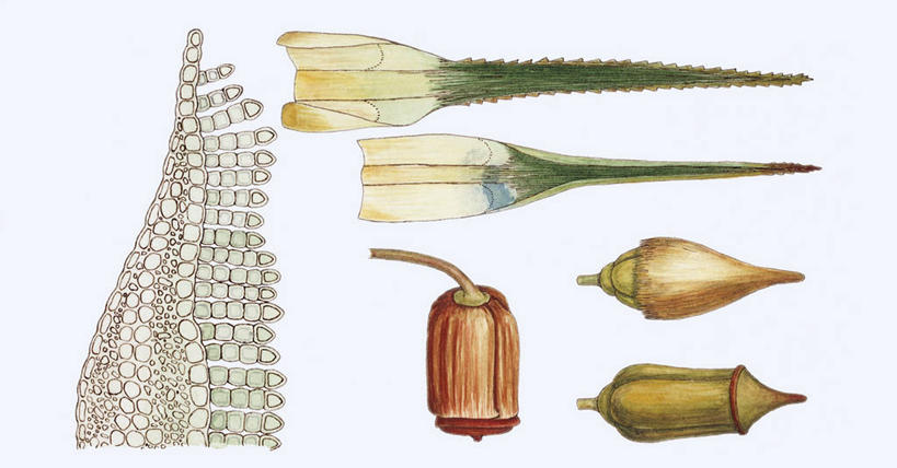 无人,横图,插画,白色背景,数码,科技,阴影,科学,网络,苔藓,高光,几何,计算机图形,合成,图画,画,白色,自然,环境,电脑合成图,数码合成图,生物学,孢子,合成图,漫画,写实,具体,具象,彩图