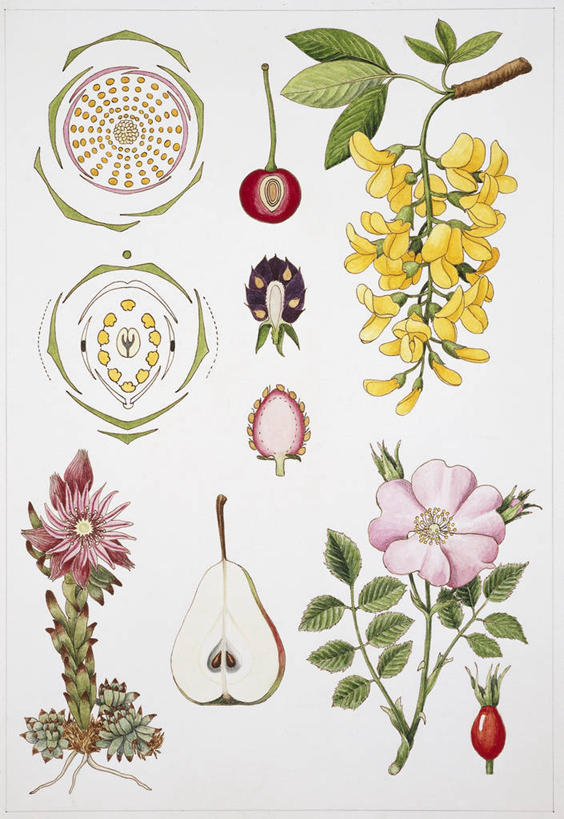 无人,竖图,插画,白色背景,数码,科技,植物,水果,阴影,科学,网络,食品,高光,几何,计算机图形,合成,图画,画,花,白色,自然,环境,电脑合成图,数码合成图,生物学,孢子,合成图,横截面,漫画,写实,具体,具象,彩图