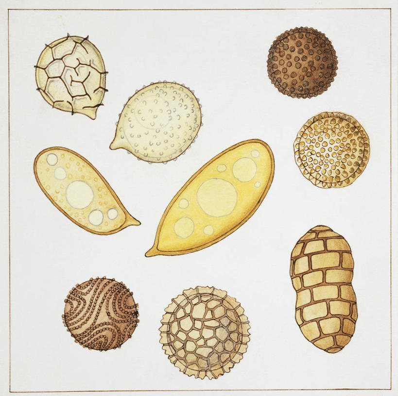 无人,横图,方图,插画,白色背景,数码,科技,植物,阴影,科学,网络,高光,几何,计算机图形,合成,图画,画,白色,自然,多样,环境,电脑合成图,数码合成图,生物学,孢子,合成图,漫画,写实,具体,具象,彩图