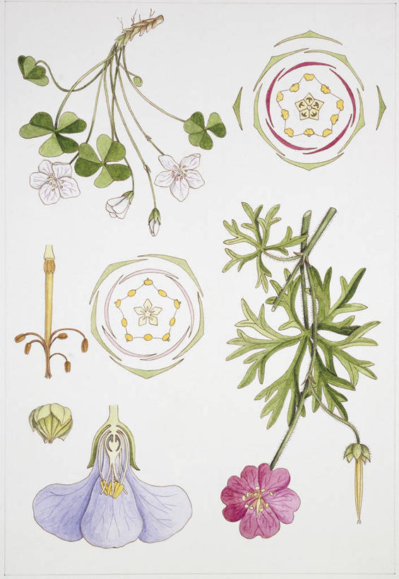 无人,竖图,插画,白色背景,数码,科技,植物,水果,阴影,网络,种子,高光,几何,计算机图形,合成,图画,画,花,自然,电脑合成图,数码合成图,生物学,孢子,合成图,漫画,写实,具体,具象,彩图