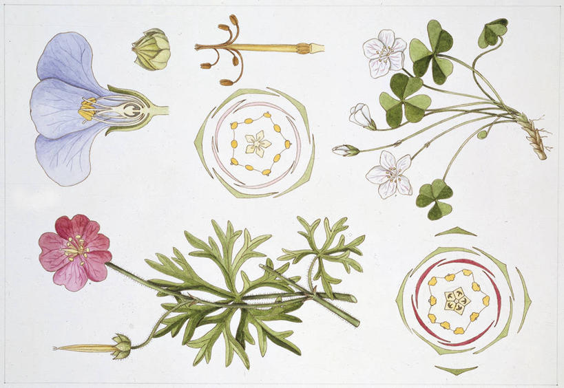 无人,横图,俯视,插画,白色背景,数码,科技,植物,叶子,阴影,科学,网络,种子,高光,几何,计算机图形,合成,图画,画,花,白色,自然,多样,环境,电脑合成图,数码合成图,生物学,天竺葵,孢子,合成图,漫画,写实,具体,具象,彩图,高角度拍摄