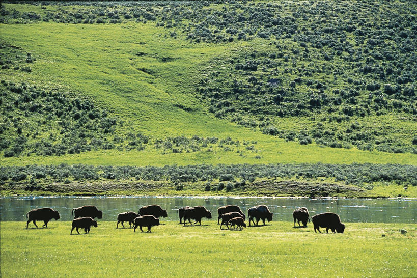 无人,横图,室外,白天,牧场,湖,美景,牛,野生动物,美国,一群,许多,景观,田地,很多,自然,动物,景色,摄影,环境,北美,北美洲,国家公园,自然风光,美洲,美洲野牛,凶猛,怀俄明,黄石公园,北亚美利加洲,亚美利加洲,自然地理,残暴,凶残,野牛,彩图,旅行,美利坚合众国,郊野公园