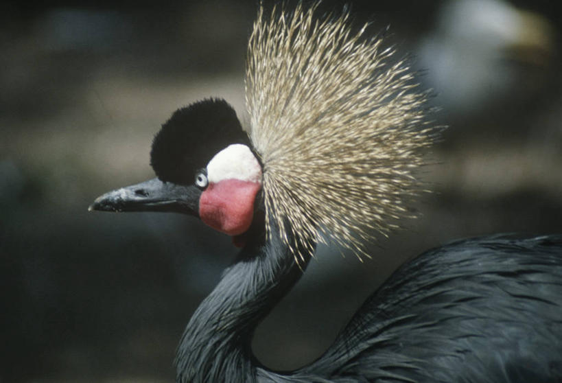 无人,横图,室外,特写,白天,侧面,时尚,野生动物,羽毛,科学,鹤,鸟类,自然,动物,t台,摄影,环境,生物学,黑水鸡,时装表演,时装秀,t型台,走秀,彩图,动物学