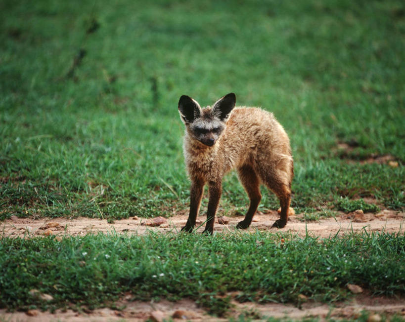 无人,站,横图,室外,白天,时尚,哺乳动物,野生动物,科学,自然,动物,t台,摄影,环境,生物学,蝠耳狐,时装表演,时装秀,t型台,走秀,彩图,动物学