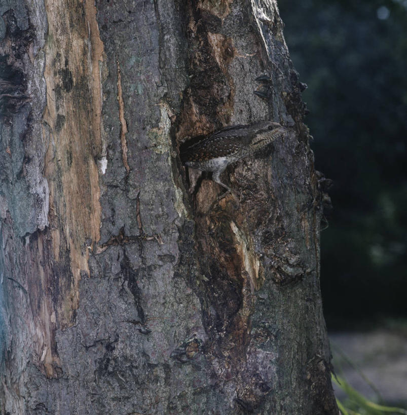 无人,竖图,方图,室外,时尚,野生动物,科学,鸟类,洞,树皮,树,树干,自然,黄昏,动物,看,t台,摄影,环境,生物学,时装表演,时装秀,t型台,走秀,彩图,窥视,动物学