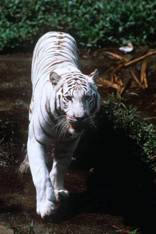 无人,竖图,室外,白天,时尚,哺乳动物,虎,野生动物,科学,自然,动物,t台,摄影,环境,生物学,白虎,时装表演,时装秀,t型台,走秀,步行,彩图,动物学