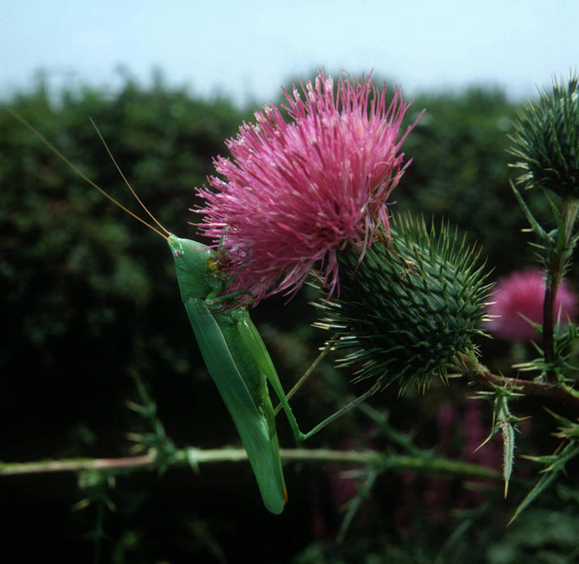 无人,横图,方图,室外,特写,白天,侧面,时尚,野生动物,科学,昆虫,花,绿色,自然,动物,蟋蟀,t台,蓟,生物,摄影,环境,生物学,节肢动物,益虫,纺织娘,时装表演,时装秀,t型台,走秀,彩图,动物学,绿螽,绿螽斯
