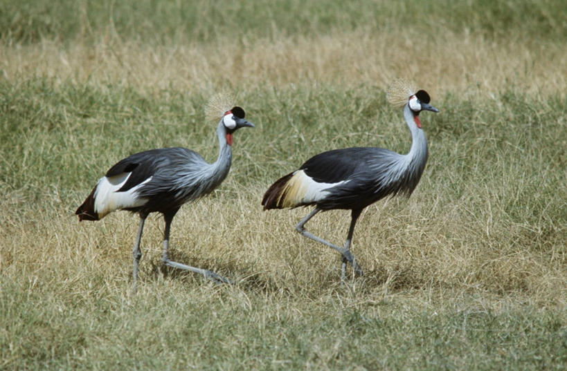 无人,横图,室外,白天,时尚,野生动物,科学,鹤,鸟类,草,自然,动物,两只,t台,摄影,环境,生物学,黑水鸡,时装表演,时装秀,t型台,走秀,步行,彩图,动物学