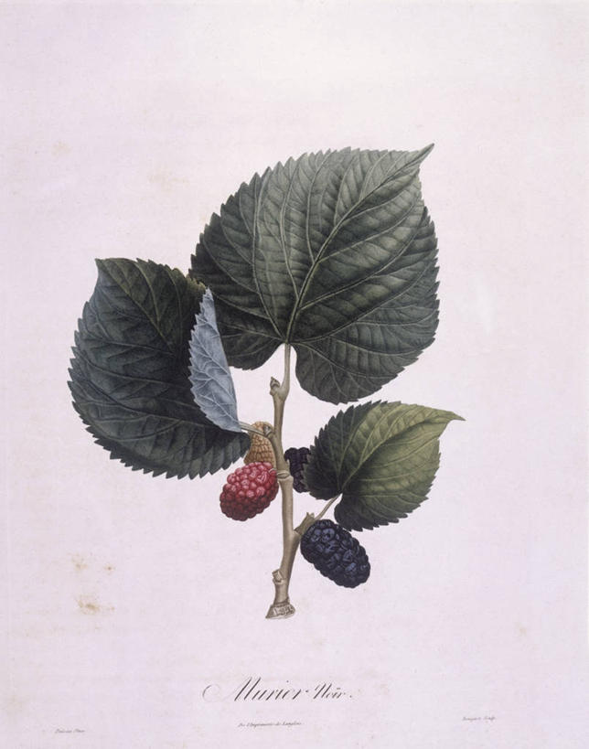 无人,竖图,白色背景,植物,水果,叶子,科学,食品,枝,白色,自然,摄影,环境,生物学,嫩枝,无花果树,彩图