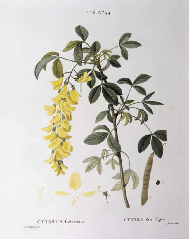 无人,竖图,白色背景,植物,叶子,科学,枝,花,白色,自然,摄影,环境,生物学,豌豆系,金链花,嫩枝,彩图