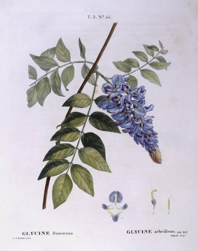 无人,竖图,白色背景,植物,豆,叶子,科学,枝,花,白色,自然,摄影,环境,生物学,豌豆系,嫩枝,彩图