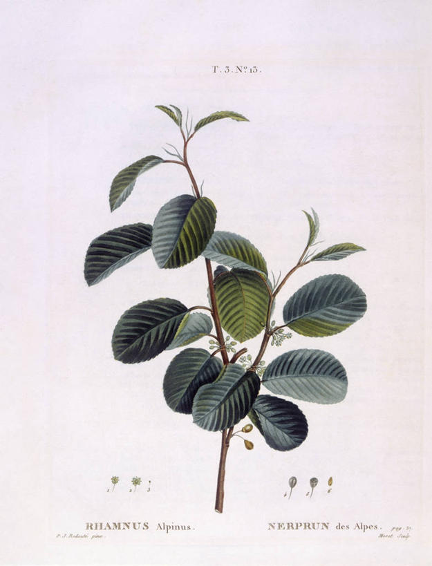 无人,竖图,白色背景,植物,叶子,科学,枝,白色,自然,摄影,环境,生物学,沙棘,嫩枝,彩图