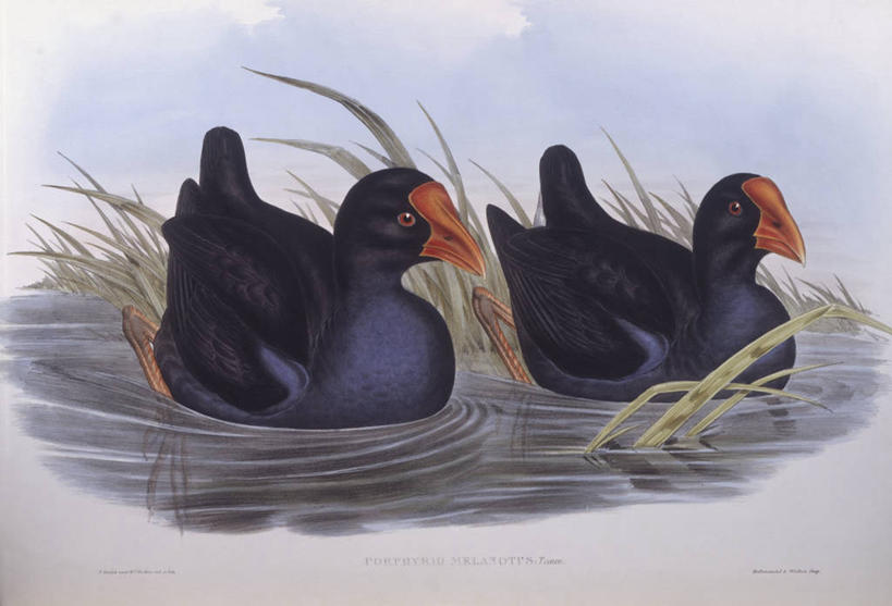 游泳,无人,横图,室外,湖,野生动物,澳大利亚,科学,鸟类,自然,动物,两只,摄影,环境,生物学,澳大拉西亚,黑水鸡,彩图,雕刻术,动物学