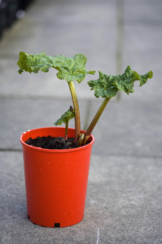 无人,竖图,室外,特写,白天,留白,美景,植物,蔬菜,叶子,花盆,英国,塑胶,景观,园艺,食品,饮食,红色,绿色,自然,容器,景色,摄影,自然风光,大黄,彩图