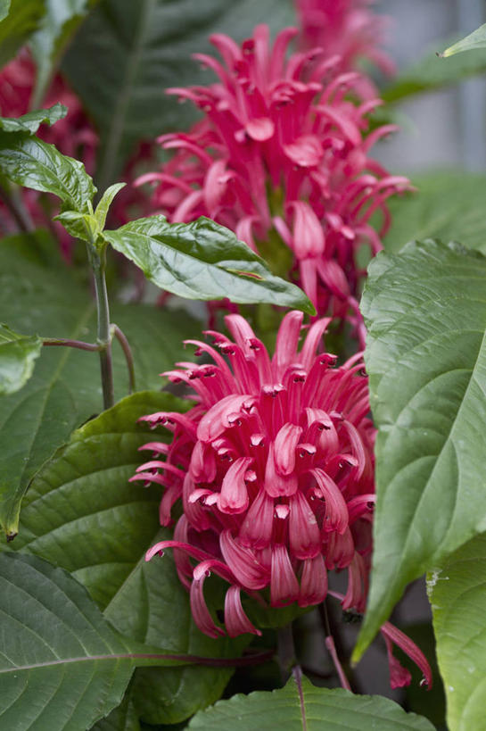 无人,竖图,室外,特写,白天,美景,植物,英国,景观,草药,药草,中药,花,两个,粉色,自然,景色,摄影,自然风光,药材,中草药,中药材,本草,爵床,彩图,对焦