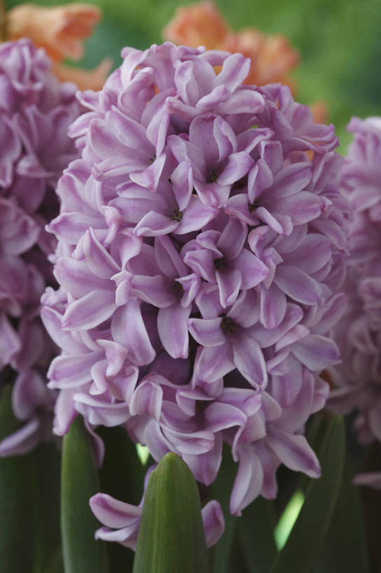 无人,竖图,室外,特写,白天,美景,植物,风信子,蔬菜,英国,新鲜,景观,食品,花,花瓣,食物,一个,粉色,自然,春天,景色,摄影,有机食品,绿色食品,单个,自然风光,彩图