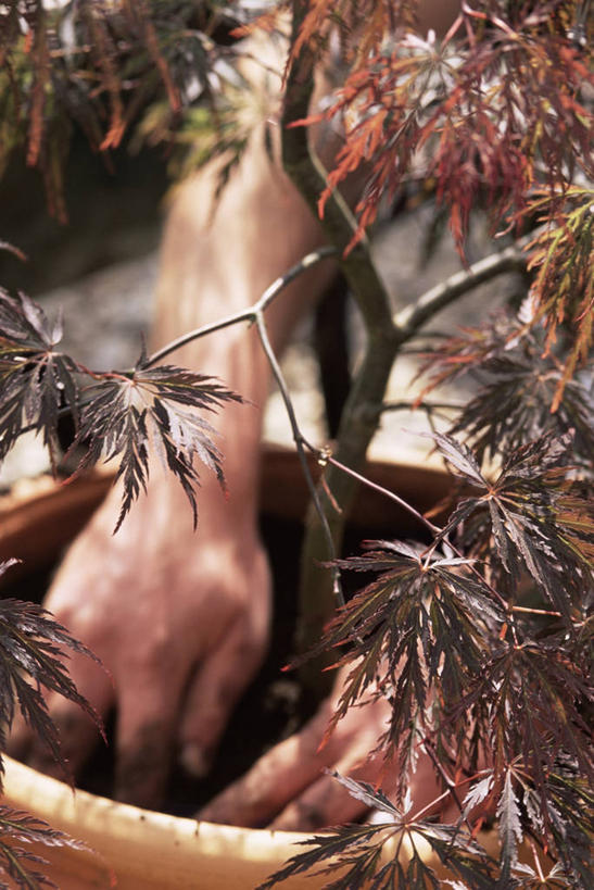手,一个人,竖图,室外,特写,白天,植物,枫树,种植,园艺,图像,树,自然,春天,概念,生物,季节,人体,摄影,生长,焦点,主题,落叶树,构图,鸡爪枫,彩图,时空