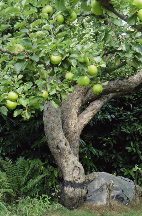 无人,竖图,室外,白天,苹果,食品,果树,图像,饮食,自然,夏天,季节,摄影,有机食品,主题,苹果树,落叶树,构图,彩图,时空