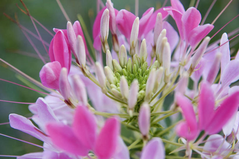 无人,横图,室外,特写,白天,微距,美景,植物,开,盛开,景观,醉蝶花,花蕾,花,花瓣,花朵,鲜花,一朵,一个,粉色,自然,花苞,花蕊,打开,景色,摄影,生长,单个,环境,开启,清新,显现,自然风光,柔焦,开端,彩图,全画面,全框架,全帧,全画幅,白花菜科