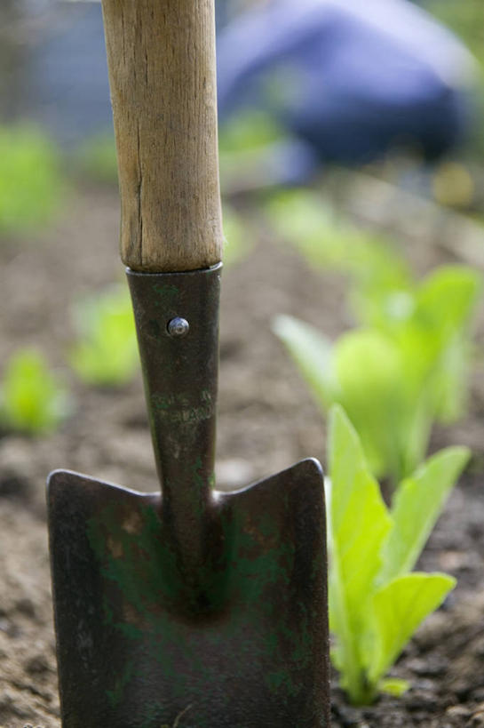 无人,菜园,竖图,室外,特写,白天,留白,背景,仰视,美景,植物,蔬菜,叶子,一排,种植,朦胧,模糊,新鲜,整齐,金属,庭院,景观,陆地,泥土,田地,园艺,生菜,莴苣,食品,绿叶,饮品,设备,饮食,物品,食物,饮料,排列,一个,绿色,自然,职业,嫩叶,景色,摄影,有机食品,绿色食品,生活方式,单个,部分,环境,队列,可口,自然风光,泥铲,春菜,鹅仔菜,莴仔菜,千金菜,叶用莴苣,适口,叶,叶片,彩图,低角度拍摄,全画面,全框架,全帧,罗马生菜,全画幅