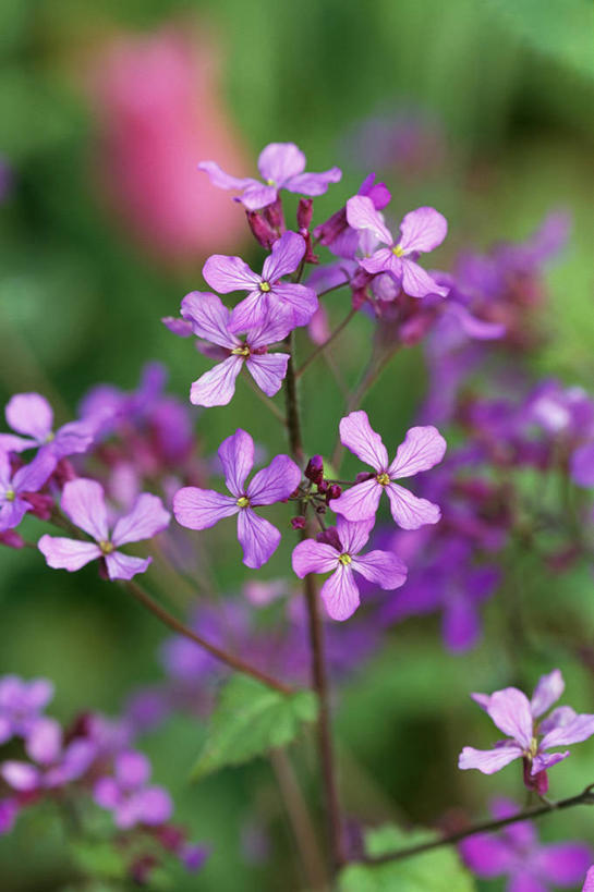 无人,竖图,彩色,室外,特写,白天,留白,美景,植物,景观,花,花瓣,粉色,自然,春天,景色,摄影,五颜六色,环境,色彩斑斓,清新,自然风光,柔焦,五彩缤纷,五彩斑斓,五光十色,彩图,全画面,全框架,全帧,全画幅,二年生植物