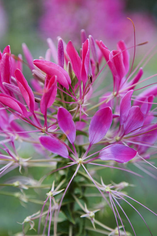 无人,竖图,彩色,室外,特写,白天,留白,美景,植物,景观,醉蝶花,床上用品,花,花瓣,粉色,自然,夏天,景色,摄影,五颜六色,明亮,色彩斑斓,清新,自然风光,柔焦,五彩缤纷,五彩斑斓,五光十色,彩图,对焦