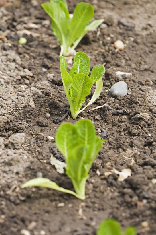 无人,农田,竖图,室外,特写,白天,庄稼,农作物,美景,植物,蔬菜,叶子,一排,新鲜,整齐,景观,泥土,园艺,生菜,莴苣,沙拉,食品,饮品,饮食,食物,饮料,排列,自然,景色,摄影,有机食品,绿色食品,队列,可口,自然风光,春菜,鹅仔菜,莴仔菜,千金菜,叶用莴苣,适口,休闲活动,彩图,耕地,庄稼田,罗马生菜