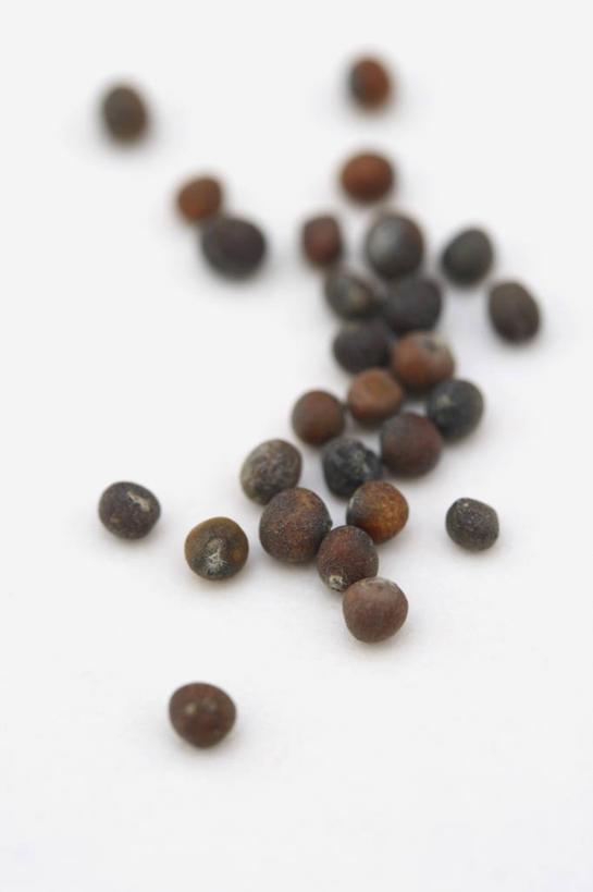 无人,竖图,室内,特写,白天,白色背景,美景,植物,蔬菜,景观,园艺,食品,种子,饮食,白色,自然,甘蓝,景色,摄影,环境,自然风光,开端,休闲活动,彩图,影棚拍摄