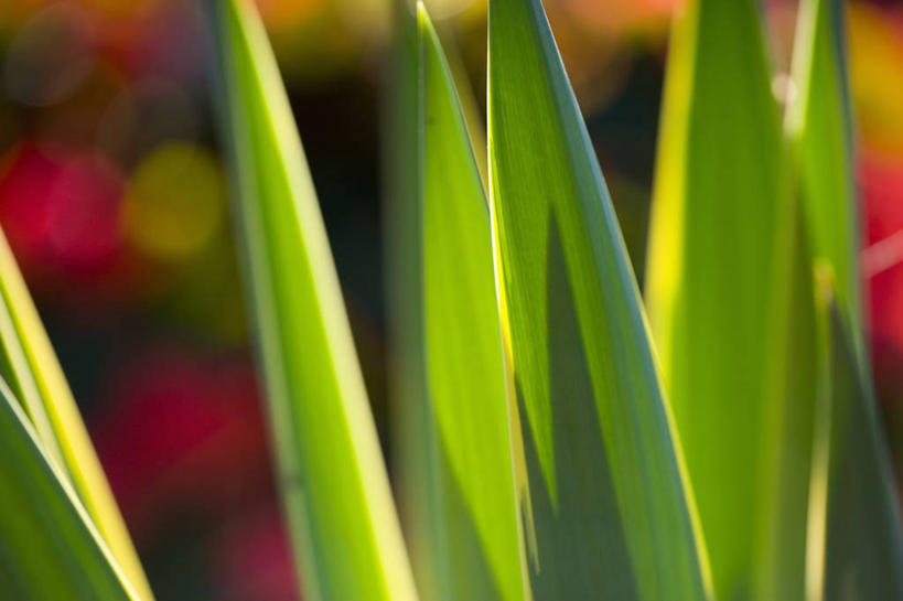 无人,横图,室外,特写,白天,美景,植物,叶子,日光,景观,一个,红色,自然,夏天,景色,力量,摄影,单个,灌木,环境,明亮,清新,自然风光,逆光,丝兰,彩图,韧性