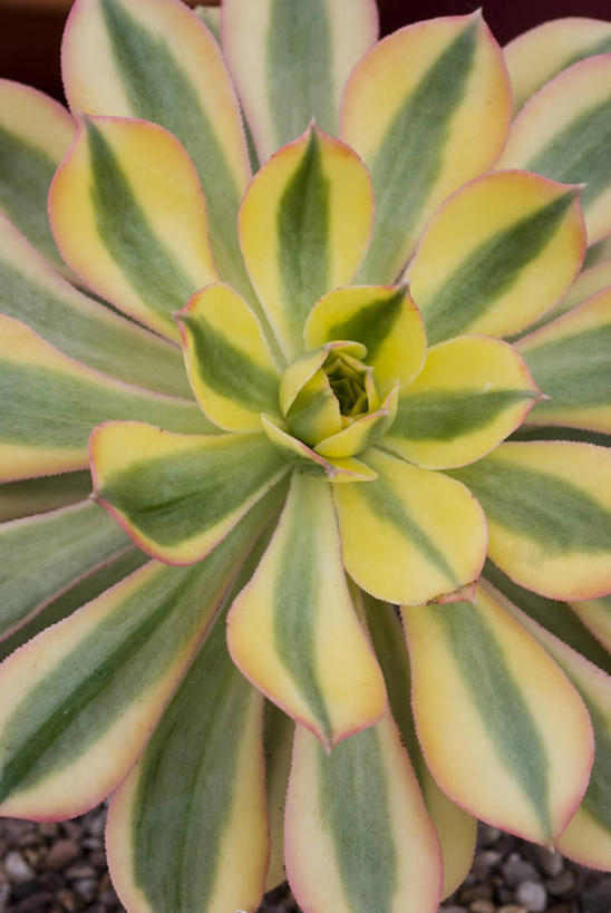 无人,竖图,室外,特写,白天,爱情,幸福,纯洁,热情,成功,胜利,美景,植物,玫瑰,叶子,条纹,装饰,盛开,景观,玫瑰花,浪漫,花蕾,花,花瓣,花朵,鲜花,一朵,一个,黄色,红色,绿色,自然,奶油,花苞,花蕊,温暖,温馨,景色,恩爱,光彩,摄影,单个,华丽,修饰,环境,点缀,和睦,清新,自然风光,奖牌,感动,荣誉,奖品,衬托,美观,雅致,雅观,尊敬,荣耀,式样,光荣,天真,刺玫花,徘徊花,彩图,全画面,全框架,全帧,肉质植物,全画幅,融洽